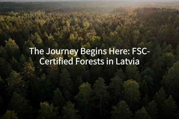 FSC certified sustainable birch wood forest in Latvia for cutlery raw material FSC certified sustainable birch wood forest in Latvia for cutlery raw material